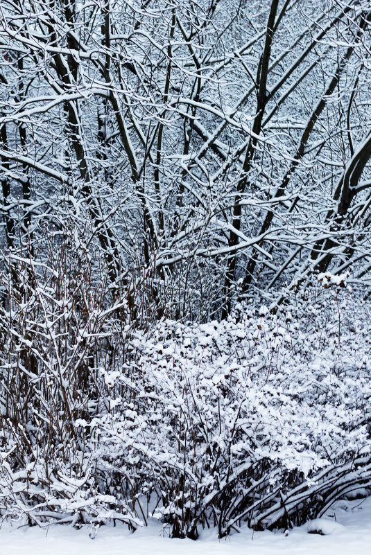 Снег на ветвях - Aнна Зарубина