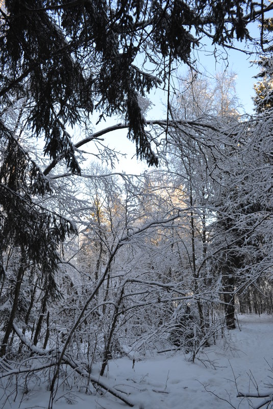 *** - Светлана 