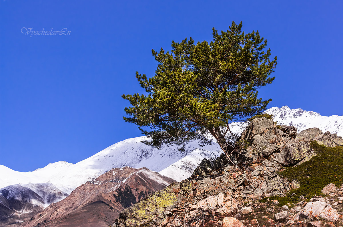 Одинокое дерево в горах Кавказа. - Вячеслав Ложкин