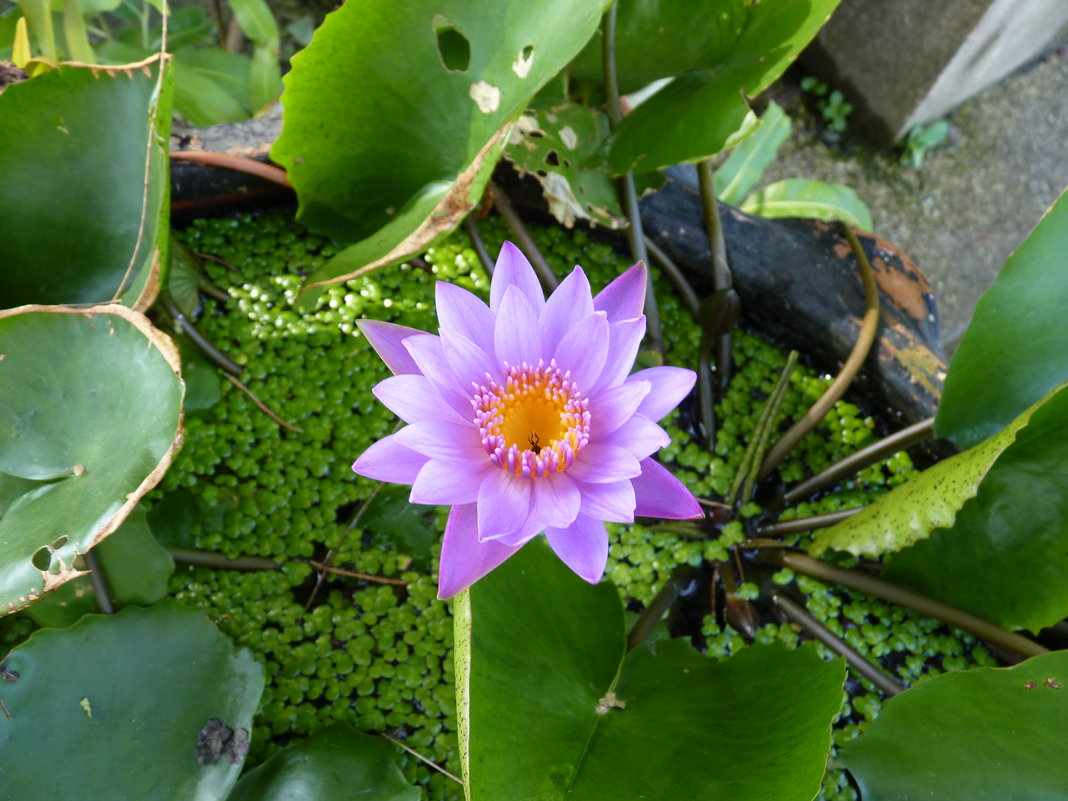 цветок лотоса - валерий 