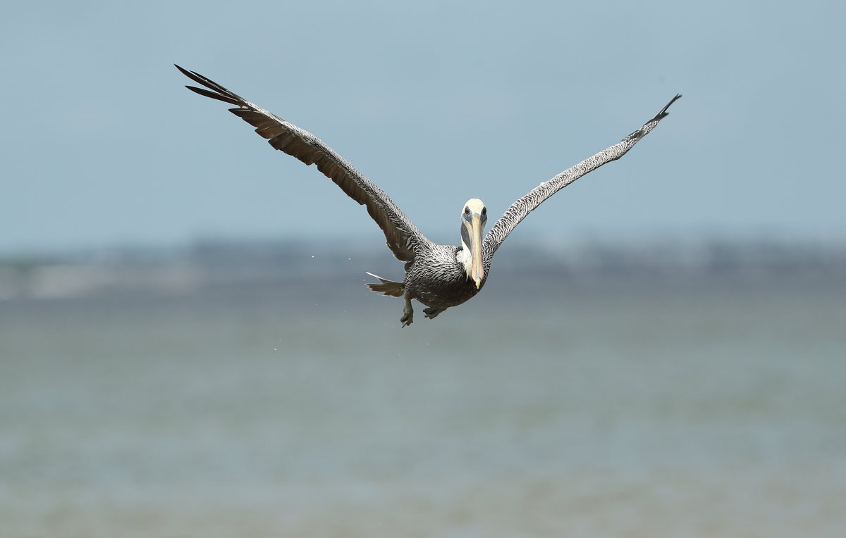 Brown Pelican - Naum 