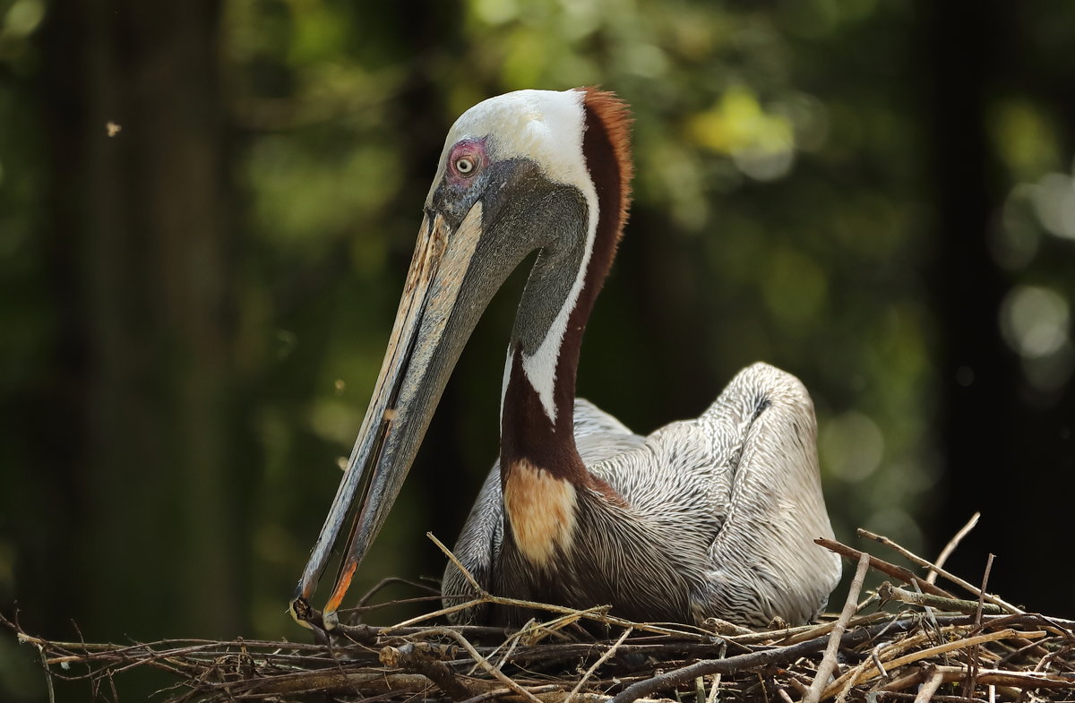 Brown Pelican - Naum 