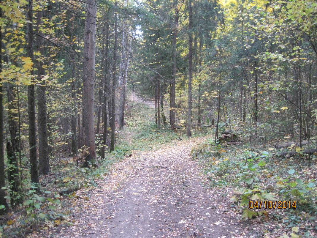 Прогулки по лесу - Maikl Smit