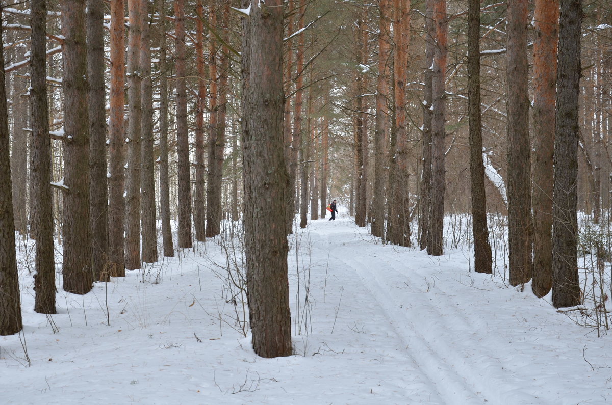 День в зимнем лесу - Оксана Калинина