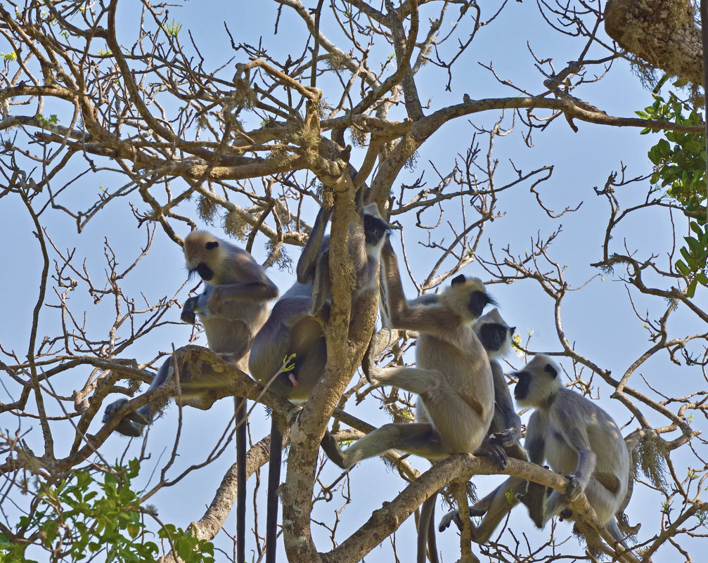 Семейство обезьян. Цейлон. Парк Яла. A family of monkeys. Ceylon. Yala Park. - Юрий Воронов