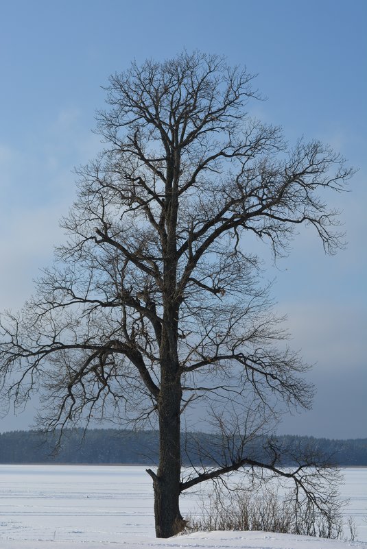 Одинокое дерево - Светлана Ларионова