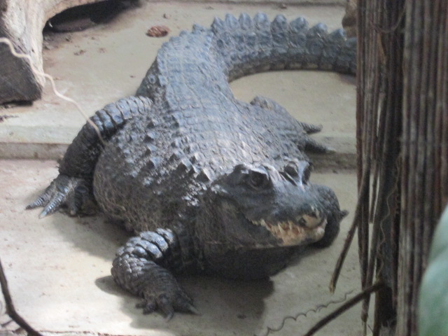 крокодил - elena nebo