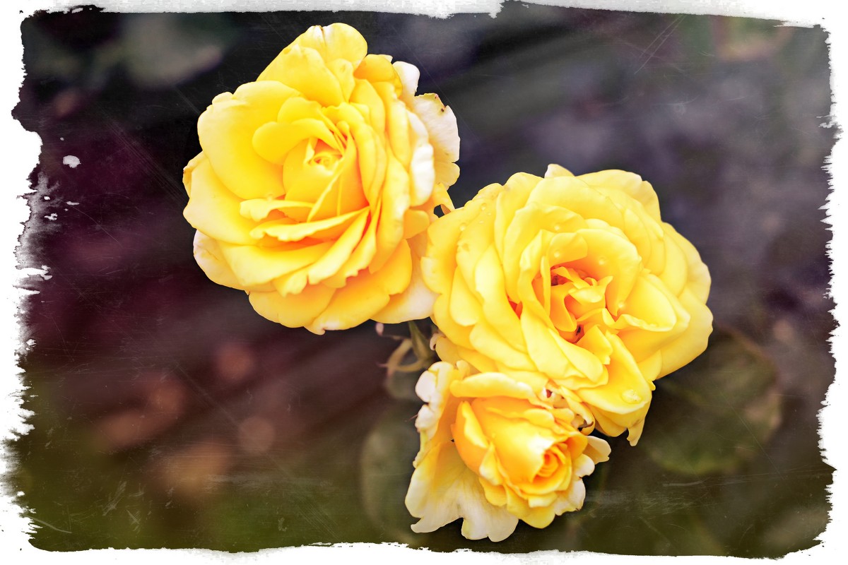 Розы в саду - Алёна Жила