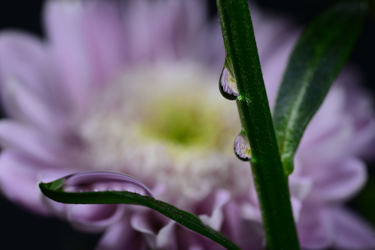 Drops - violet chrysanthemum - Дмитрий Каминский