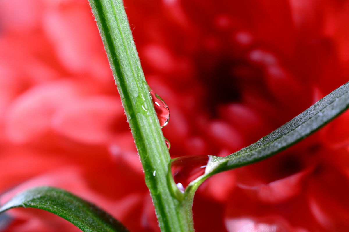 Drops - red chrysanthemum - Дмитрий Каминский