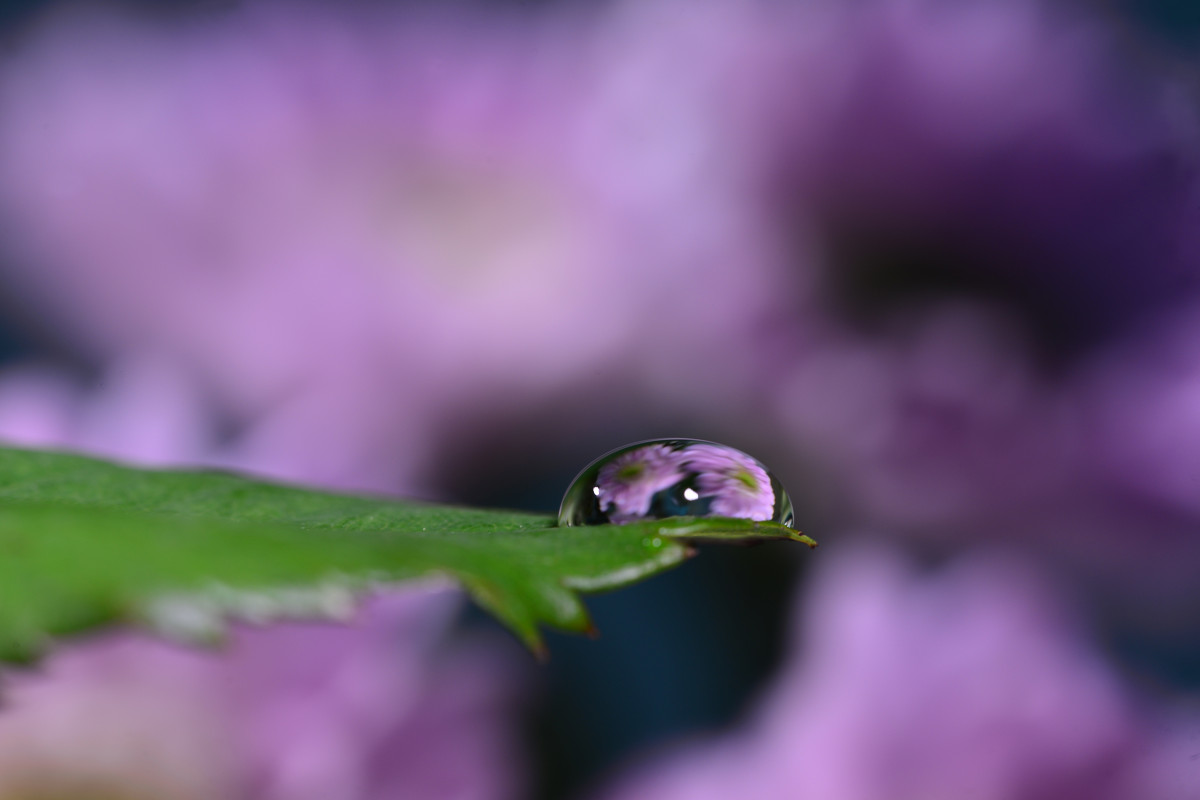 Drops - violet bunch - Дмитрий Каминский