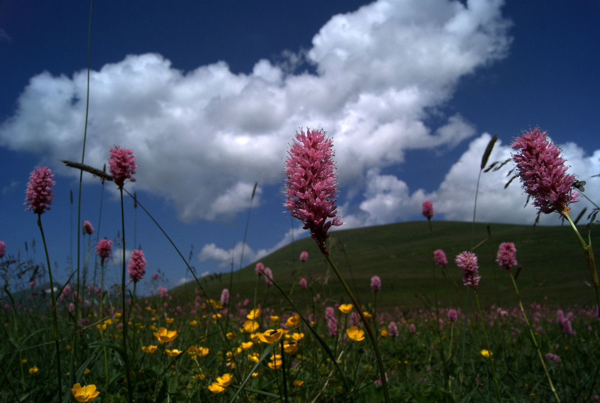 Цветы в горах - Владимир Лебедев