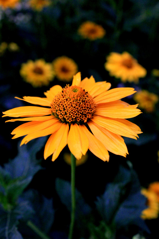 желтый цветок - Krista Kuznetsova