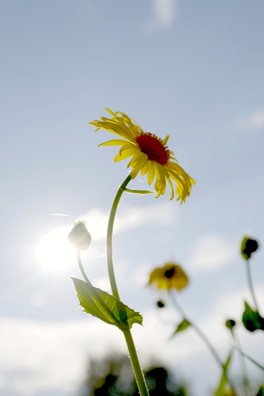 Солнечный цветок - Ольга Ситникова
