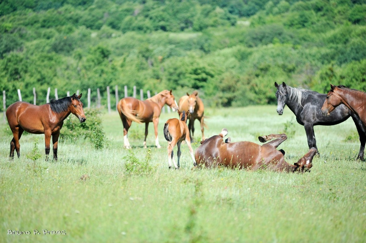 Лошади на пастбище - Бруно Преэс