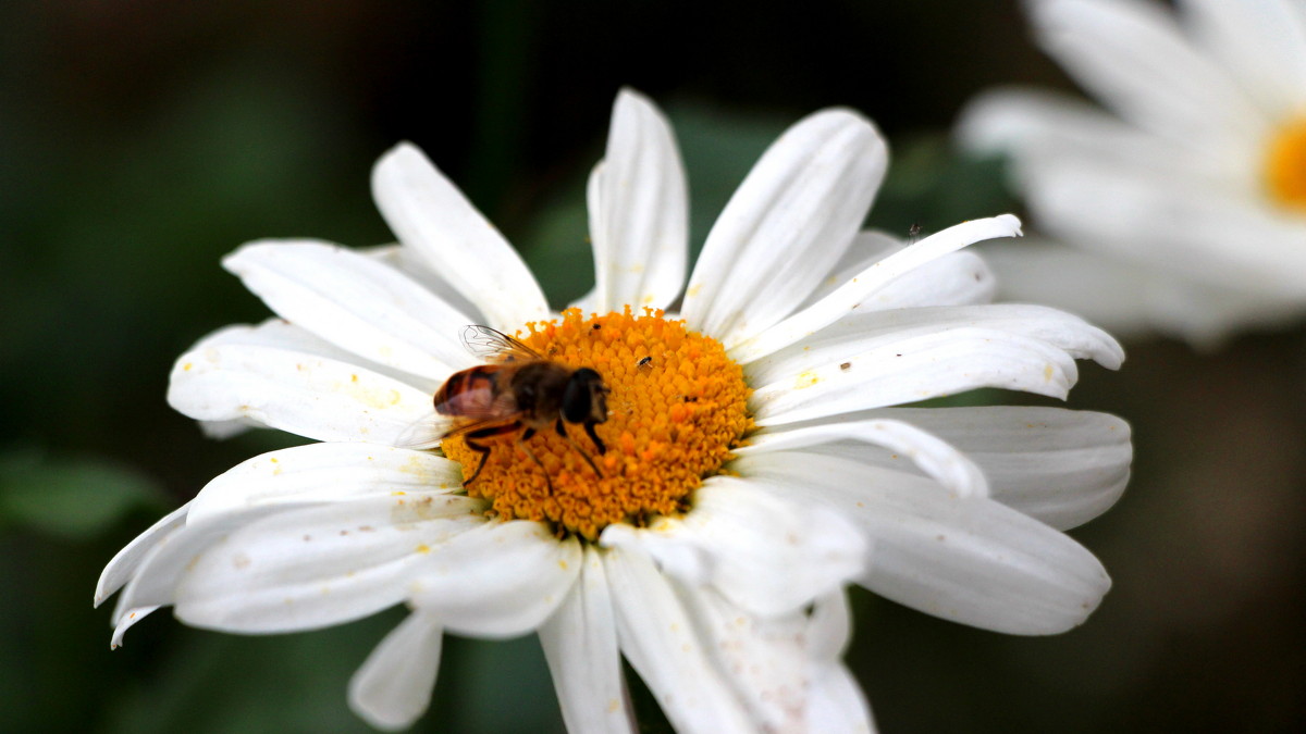 пчелка на ромашке - Дмитрий Тараченко