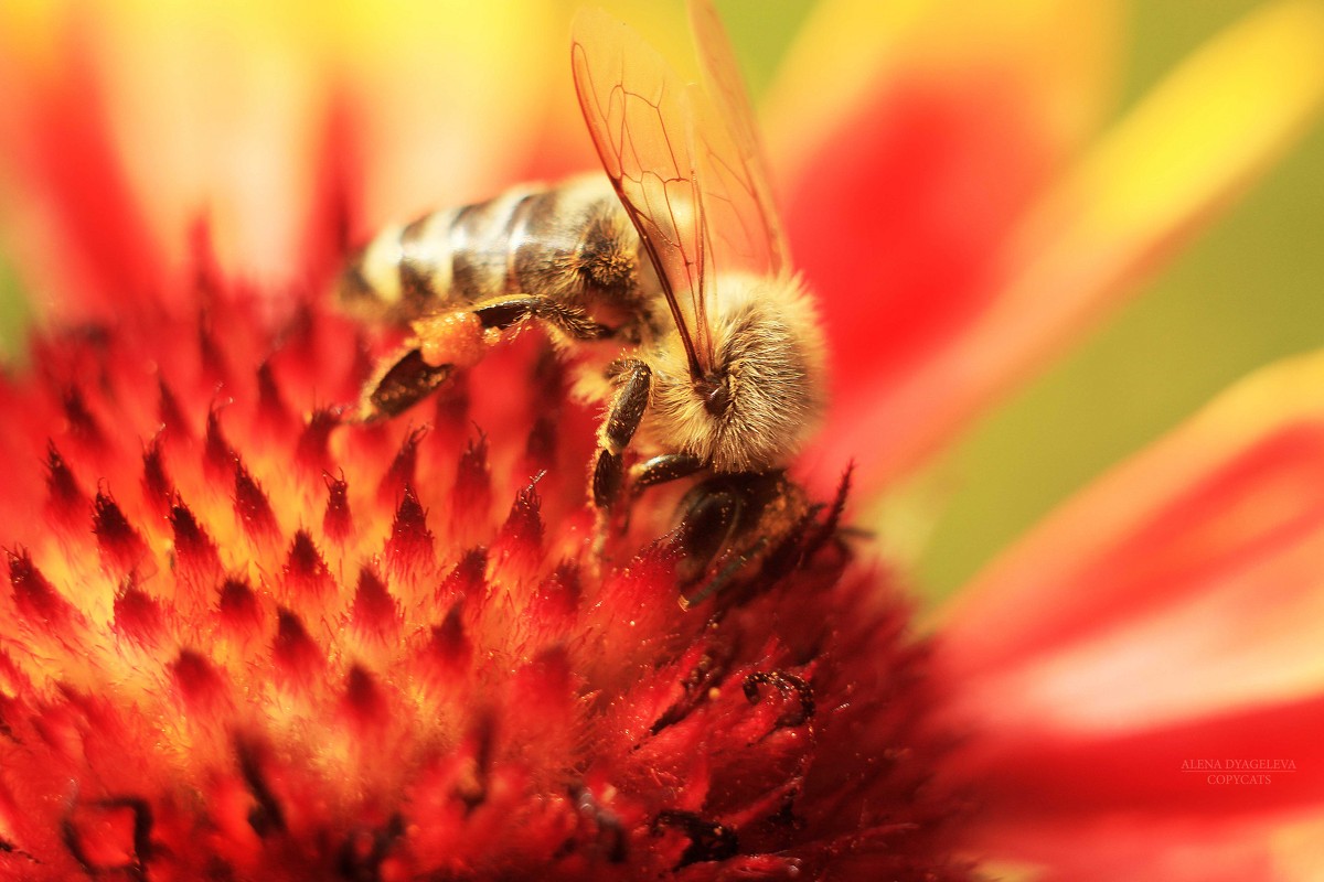 Пчёлы – главные среди насекомых и по праву достойны уважения.И. Дзержон - Алёна Дягелева