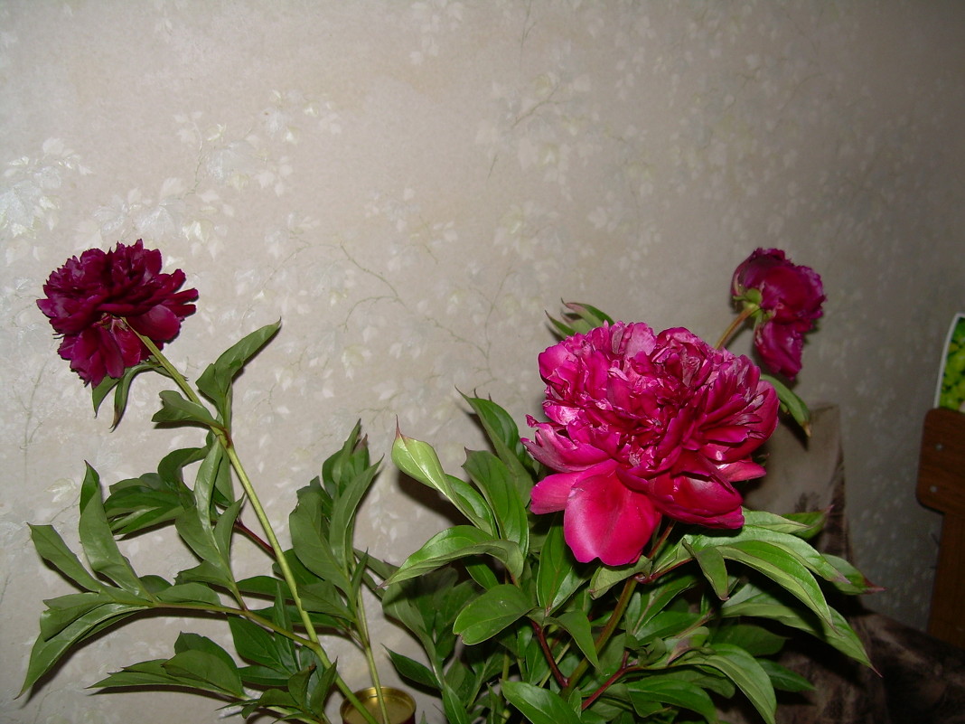 цветы на отдыхе - николай баулин