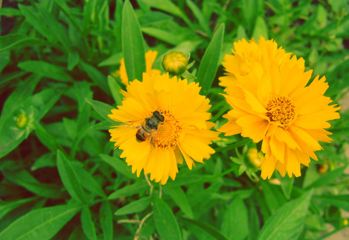 Пчелка на цветочке - Виктория Горюн