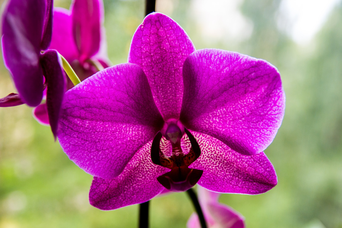 орхидея - Ксения Калачева