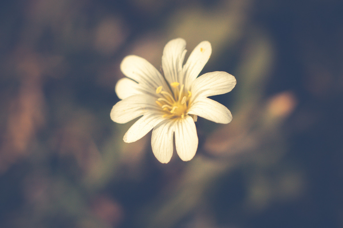 Цветок - Marina Goryagina