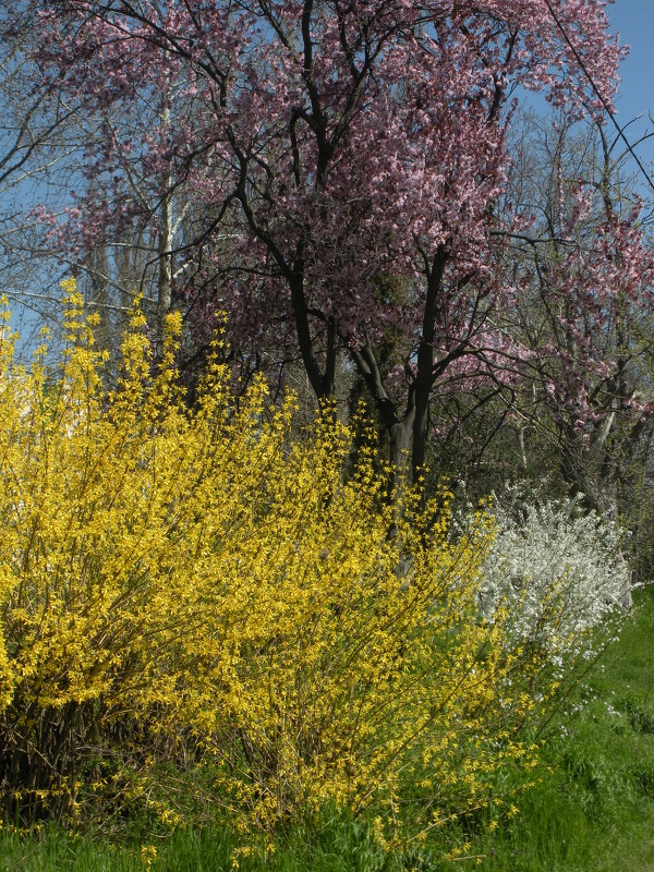 Три цвета весны - Kate Zimens
