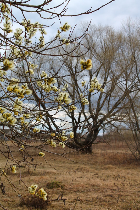 Вербушки - Мария Лапшина