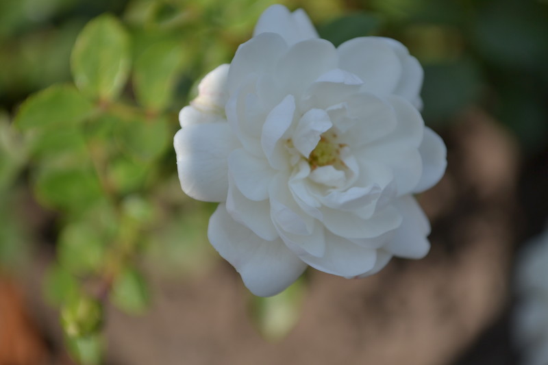 Белый цветок - Maxim 