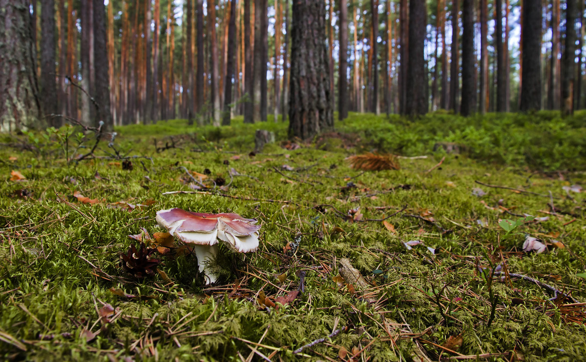 Сыроежка в лесу - Андрей Черемисов