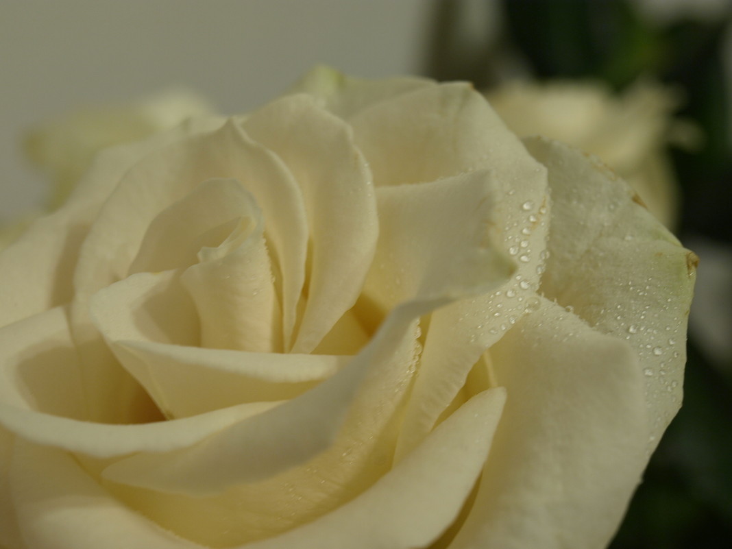Роза пахнет розой - Евгения 