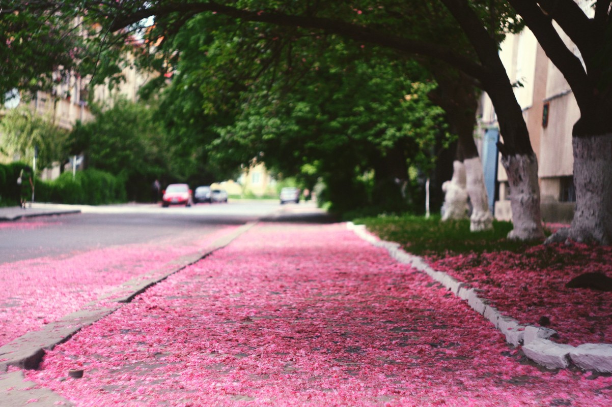 Pink road - Анна Мысочка