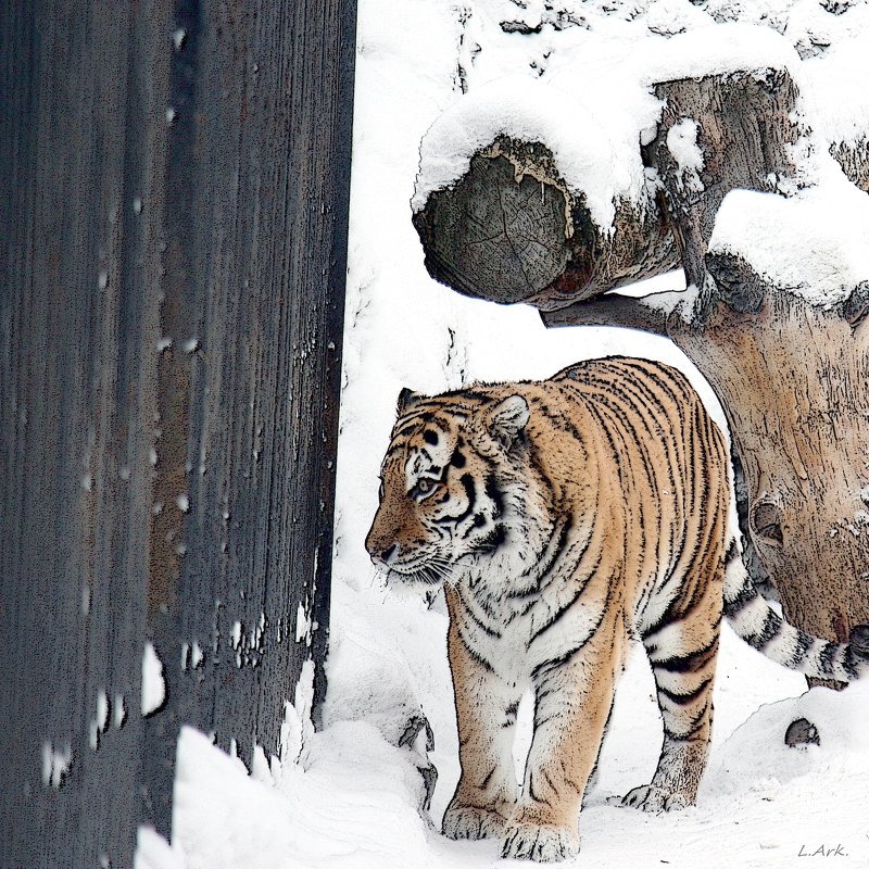 Tiger - Аркадий Лаптенко