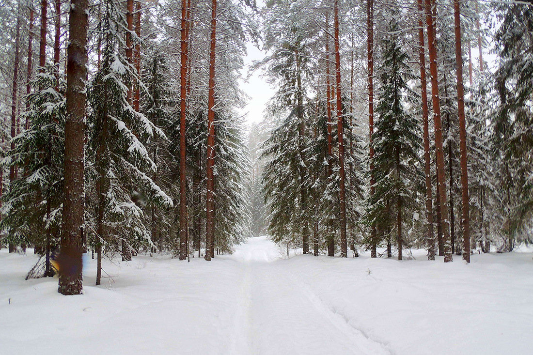 Зимний лес укрылся белою фатою.... - Павлова Татьяна Павлова