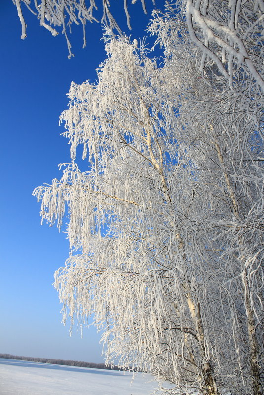 красавица зима - Дмитрий Денисов