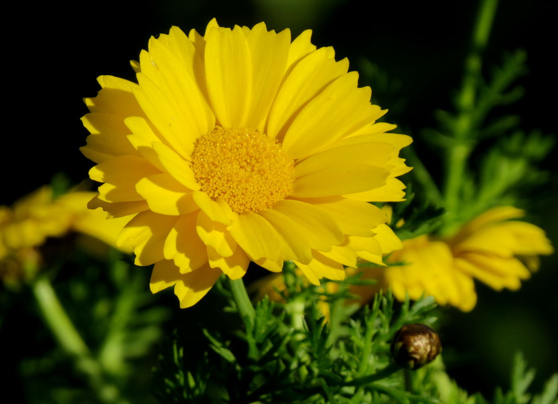 Я обожаю жёлтые цветы... - Светлана Петошина