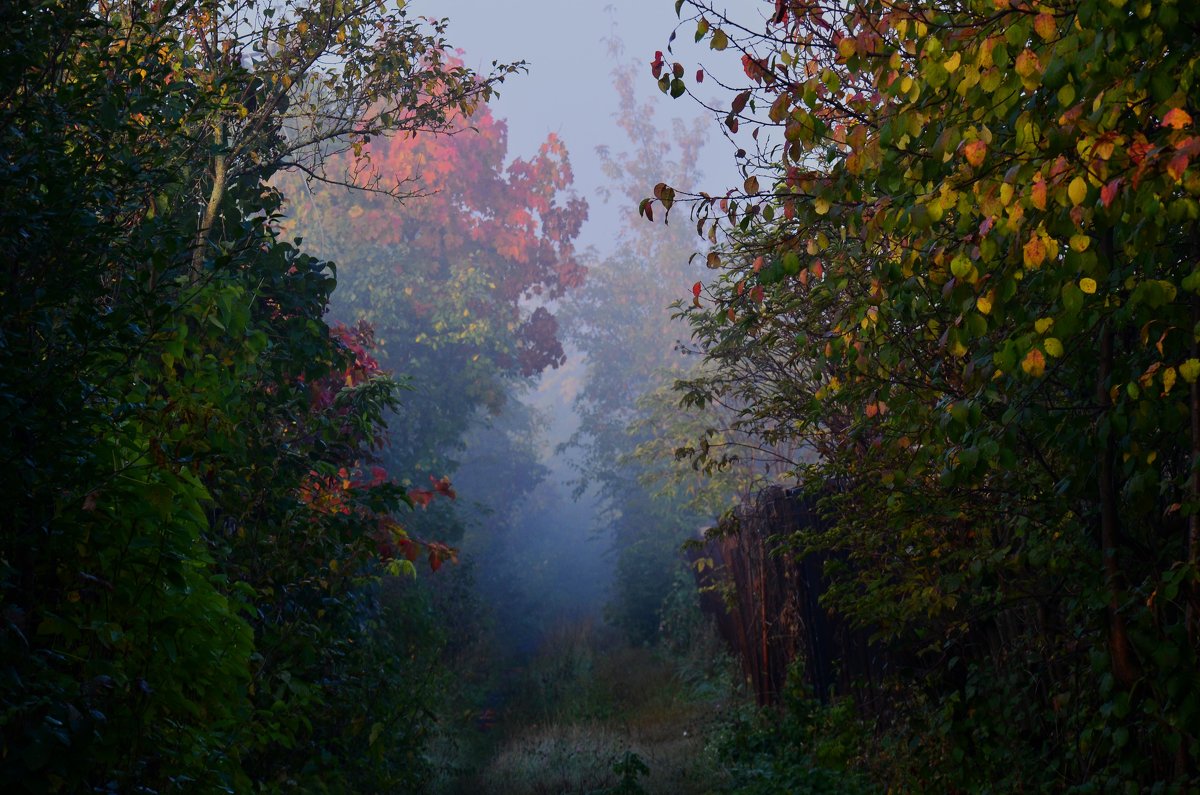 Осень в тумане - Вера 