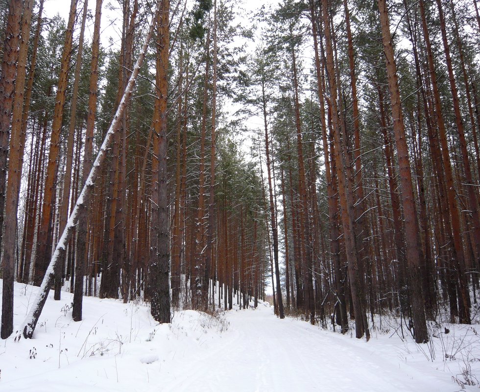Чаща соснового леса зимой. - Оксана Волченкова