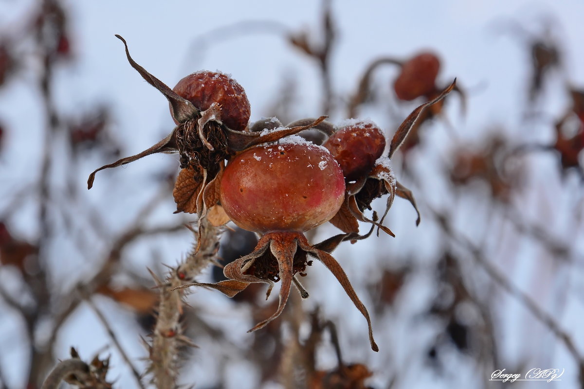 Яркие ягоды на фоне зимы-ни ветра,ни морозы им не страшны... - Sergey (Apg)