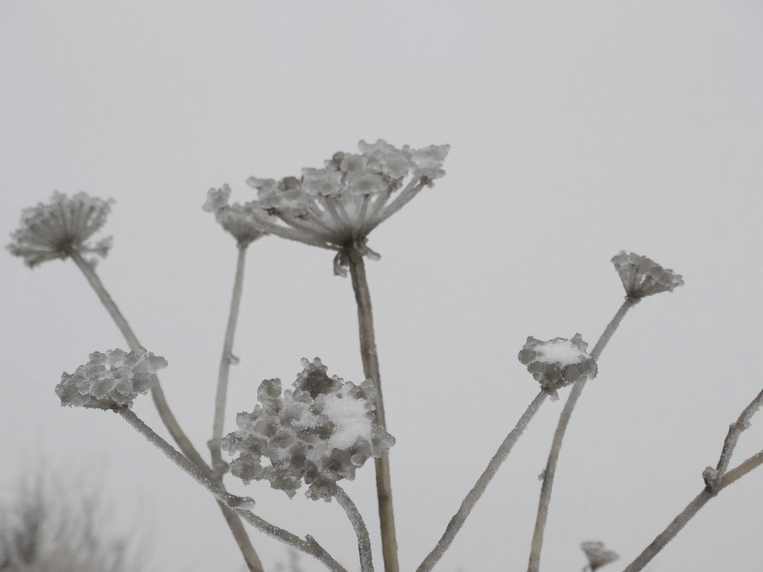 ледяной цветок - Дмитрий Денисов
