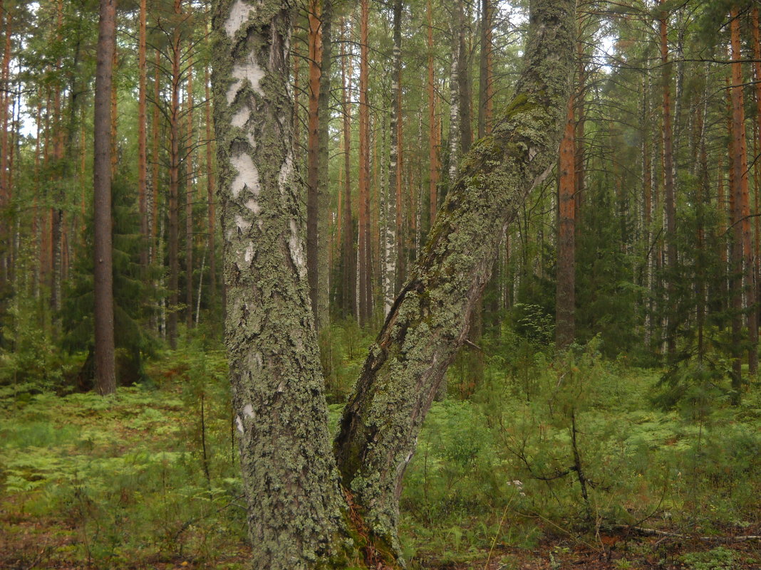 лес - Александр Попков