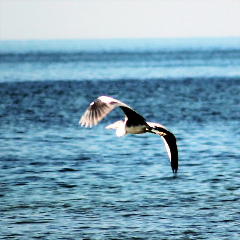 птица над морем - maikl falkon 