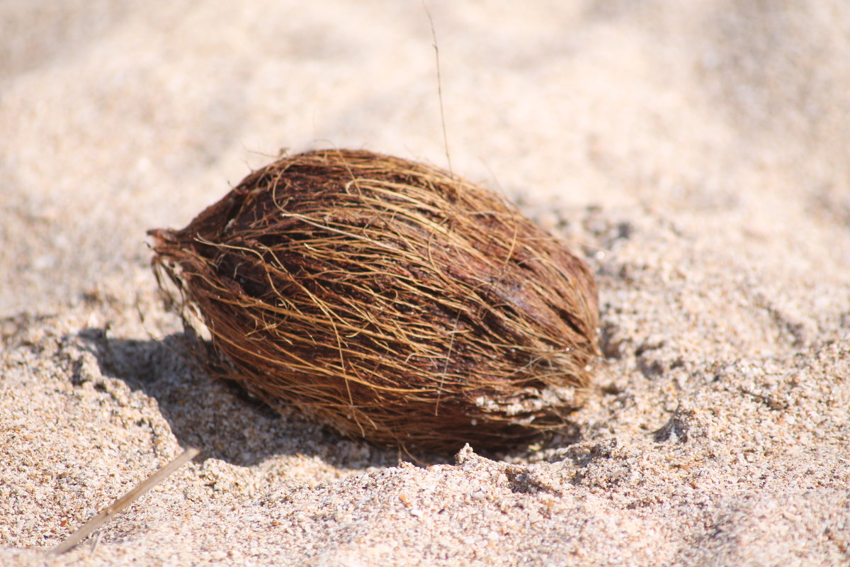 кокос - maikl falkon 