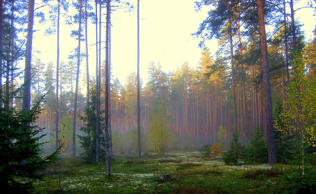 Утро в осеннем лесу - Leonid Tabakov