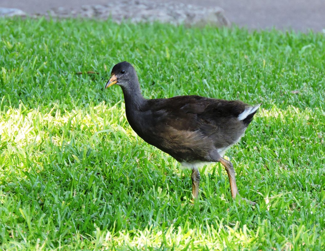 Australian Hen - чудинова ольга 