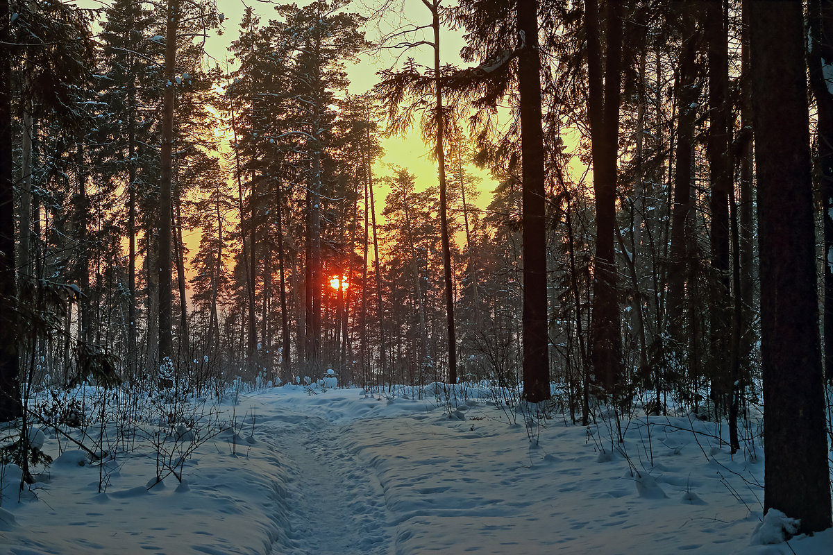 Закат в лесу - Олег Резенов