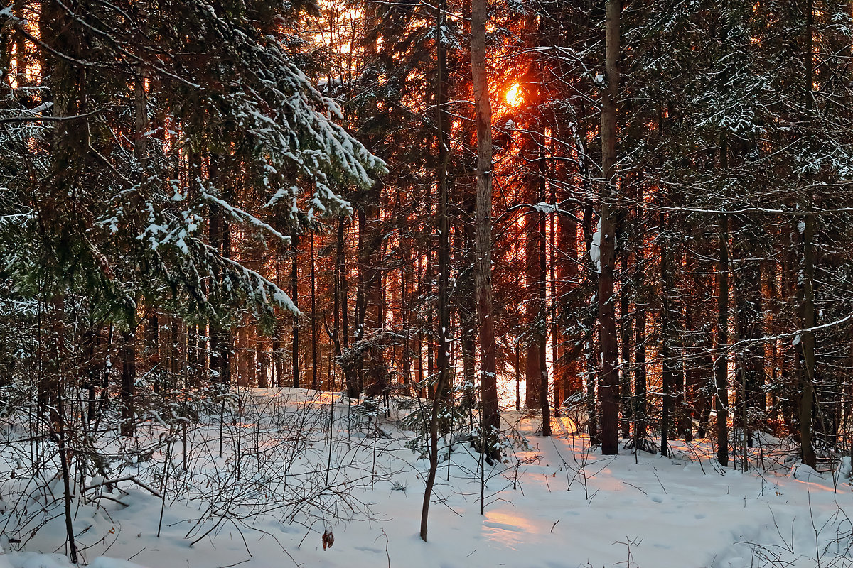 Закат в лесу - Олег Резенов
