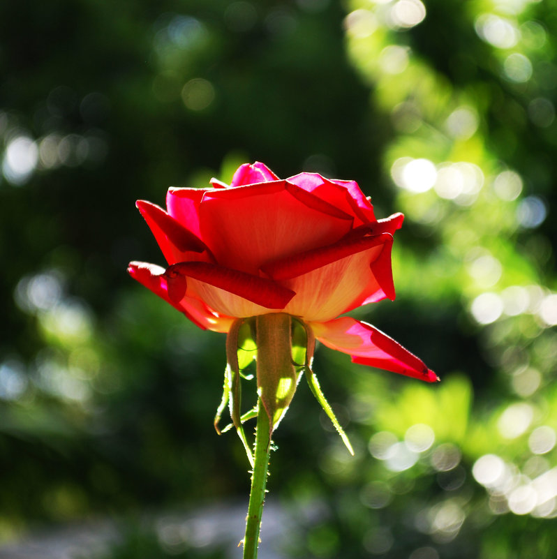 Роза прививает любовь к природе, а шипы — уважение... - Лара Гамильтон