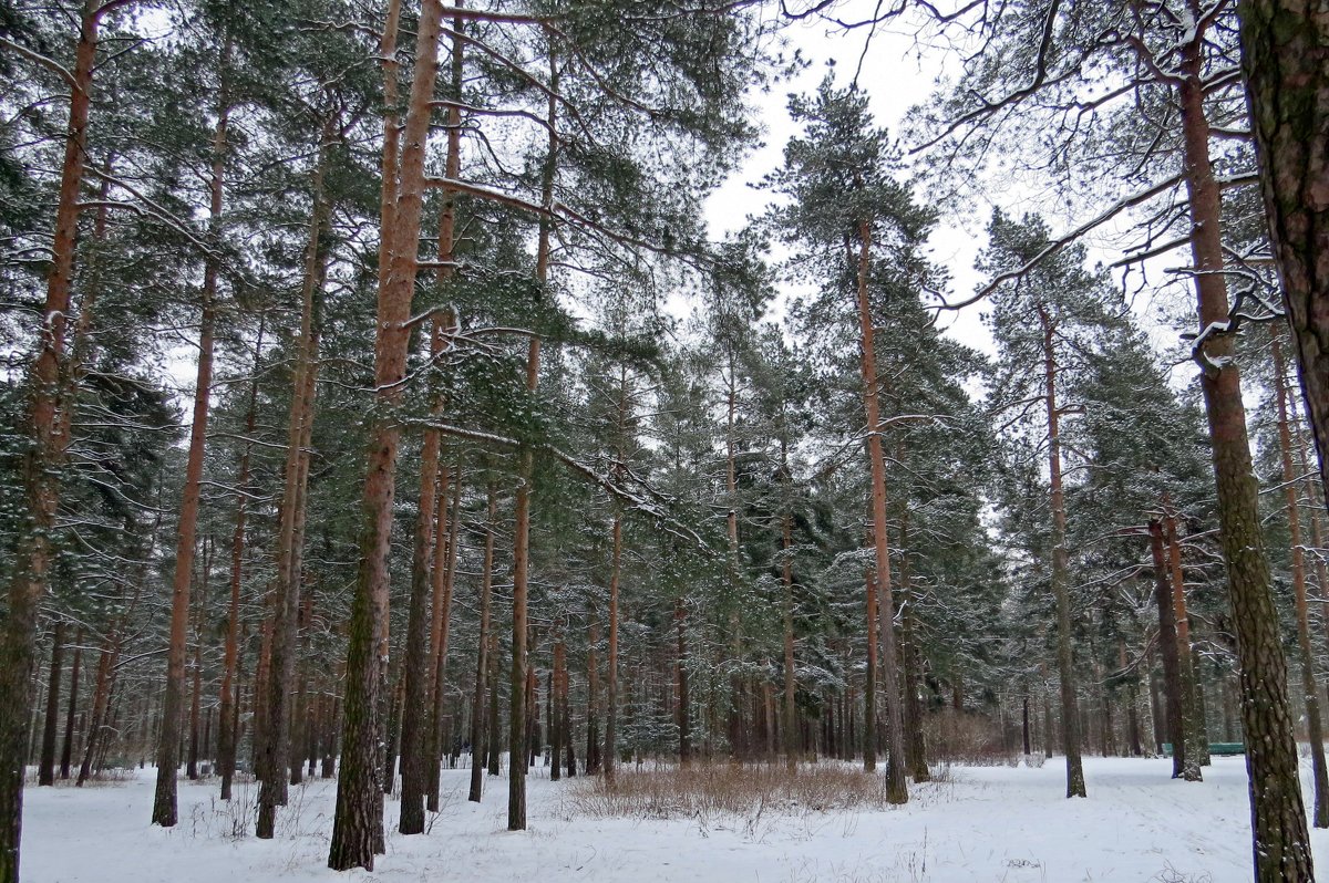 Парк - Вера Щукина