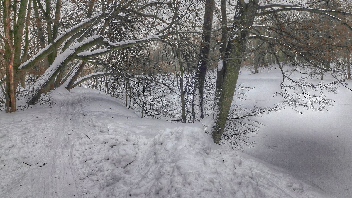 Деревья зимой - Ирина Крохмаль