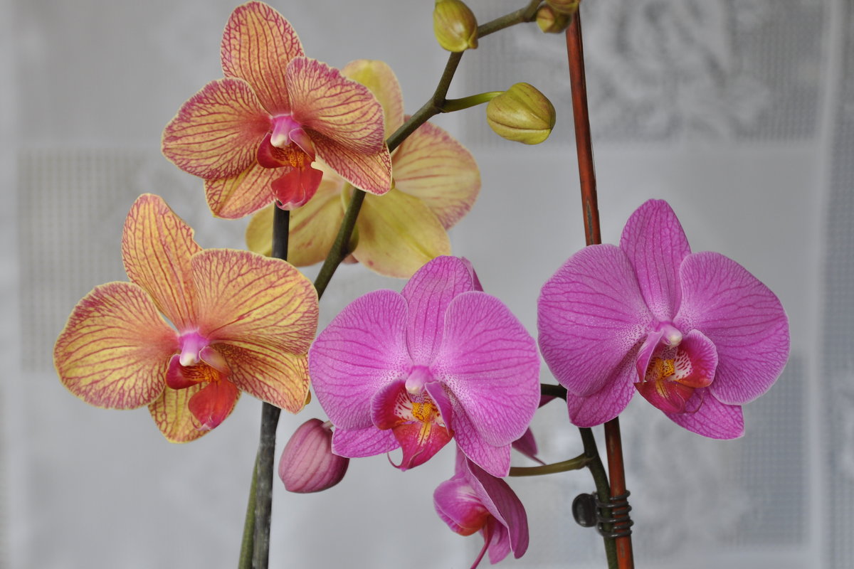орхидеи - Владимир 